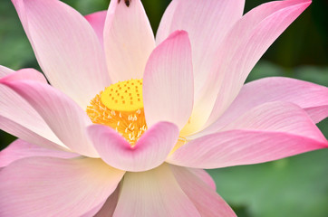 blooming lotus flower over green background