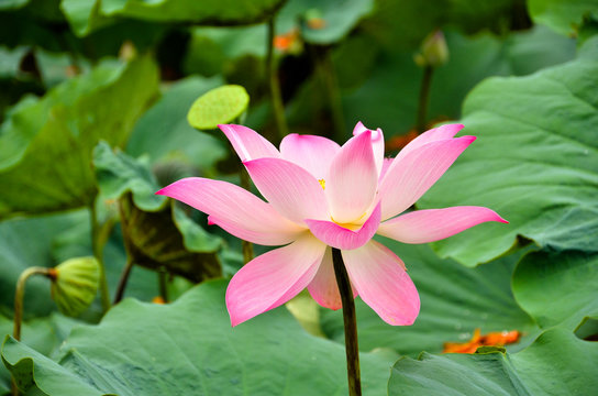 Fototapeta blooming lotus flower over green background