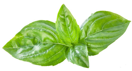 Green basil leaves isolated on a white.