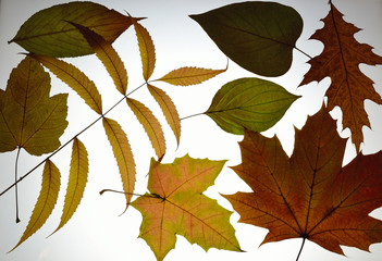 many leaves at viewing desk