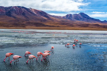 Plakaty  Różowe flamingi w Boliwii