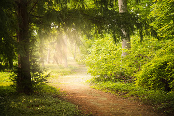Obraz premium Footpath in the park