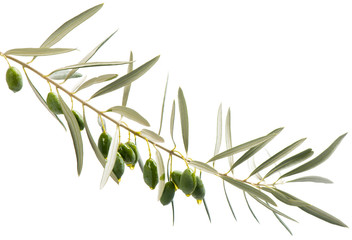 A branch and drops of olive oil falling from some green olives