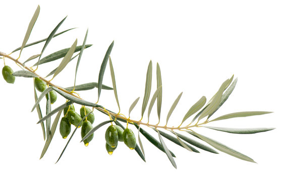 drops of oil from green olives on branch