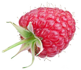 One rich raspberry fruit isolated on a white.