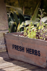 Fresh Herbs