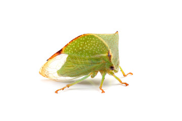 Tree hopper (Ceresa taurina) isolated on white