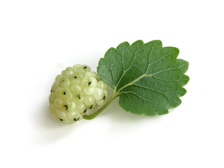 White Mulberry (Morus alba)