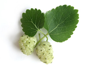 White Mulberry (Morus alba)