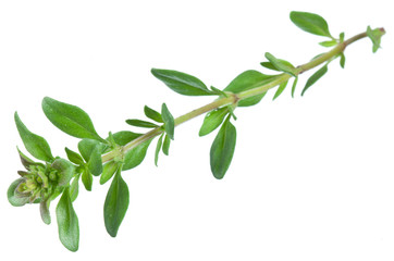 Green fresh thyme.