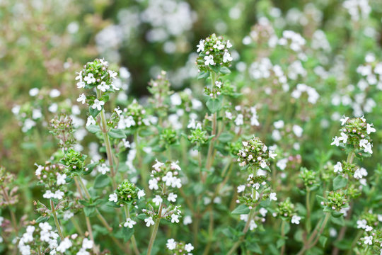 Thyme herbs in blossom.