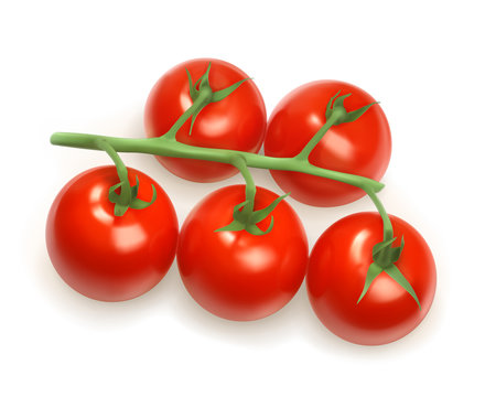 Cherry tomatoes, vector illustration
