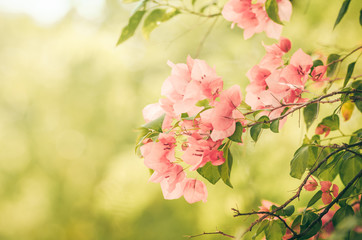 Paper flowers or Bougainvillea vintage
