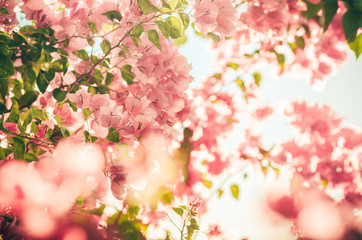 Paper flowers or Bougainvillea vintage