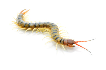 Centipede