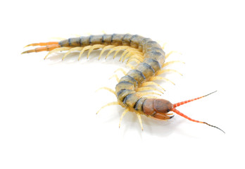 Centipede