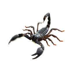 Scorpion of a white background.