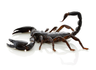 Scorpion of a white background.