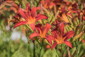 Fototapeta premium Lily in a garden
