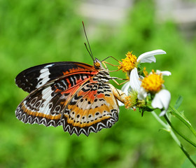 Fototapeta na wymiar Butterfly on a yellow flower