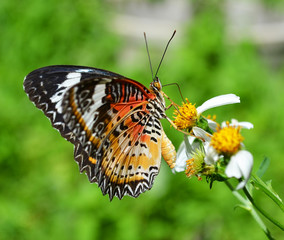 Butterfly on a yellow flower