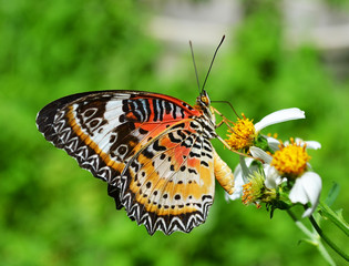 Butterfly on a yellow flower