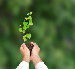 Sapling in hands