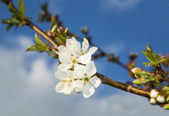 Cherry flowers blooming at spring over blue sky