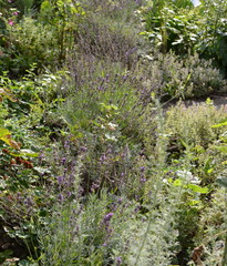 Fototapeta premium plantes médicinales