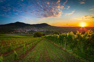 Vineyard with colorful sunrise in Pfalz, Germany - obrazy, fototapety, plakaty
