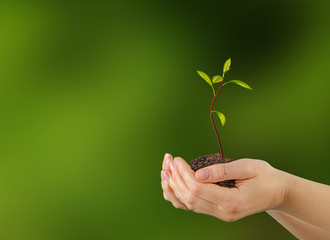 avocado sapling in hands as a gift of agriculture