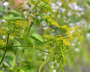 plantes médicinales