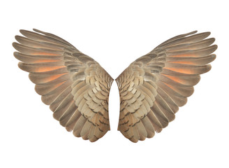 Pinion on the sprawling white