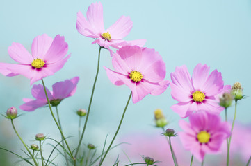コスモス畑　コスモス　花畑　青空