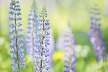 Obraz premium Lupine flowers on meadow.