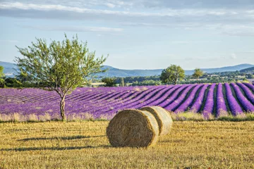 Tuinposter Lavendelvelden met hooirollen op het vooraanzicht © bbsferrari