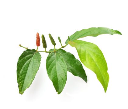 Long pepper or Piper longum isolated on white background