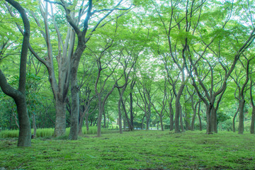 Fototapeta na wymiar The forest of Kitanomaru Park