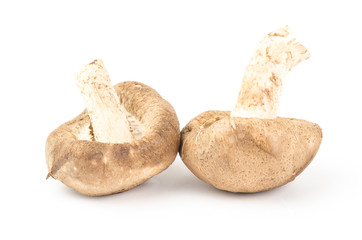 Fresh shitake mushroom