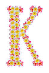 Frangipani flower isolated on white