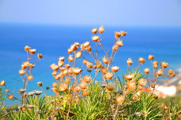 photo of flower (vegetation on Samos island)