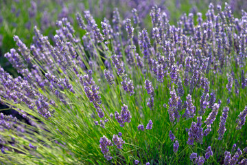 Obraz premium Lavender