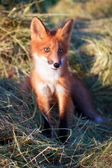 red fox pup