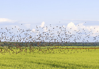 Flock of bird.