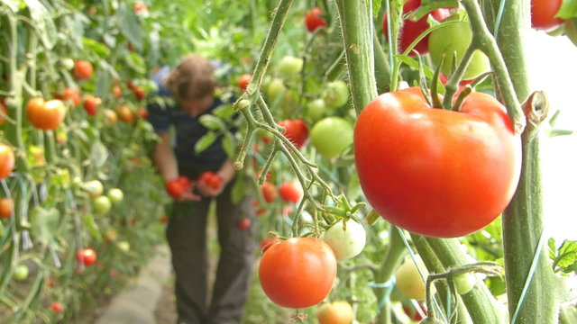 Farmer picking tomato in the greenhouse