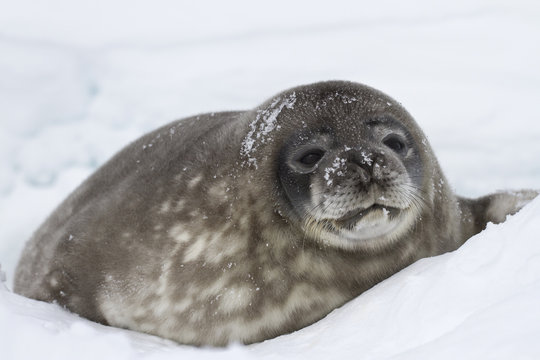 big pup Weddell seals lying in the snow near the the well