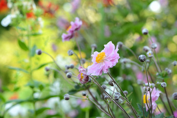 Garten 243 © K.-U. Häßler