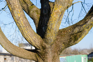 close up of branched tree trunk