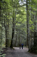 Fototapeta premium Hayedo en Ordesa