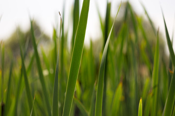 Green leaf